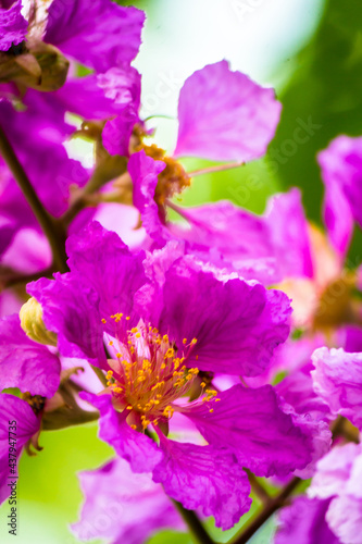 Close up Violet Lagerstroemia floribunda flower in home garden on summer.