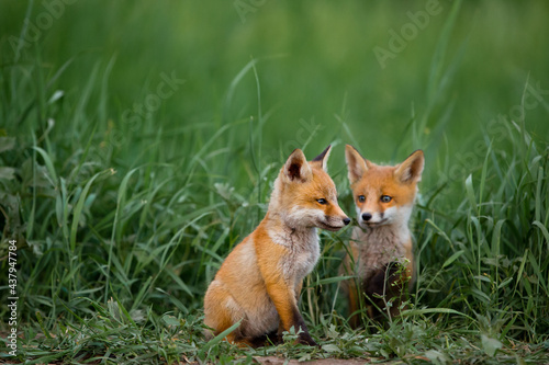 Two red foxes against the green grass