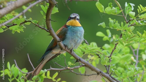 European bee eater perching on a twig