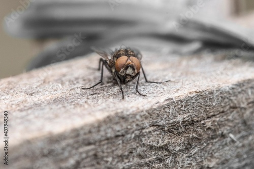 Specimen of common fly in the foreground