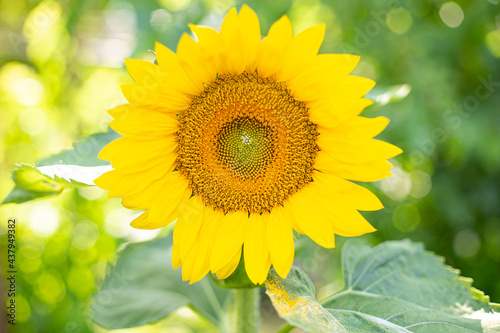 sunflower on a green background