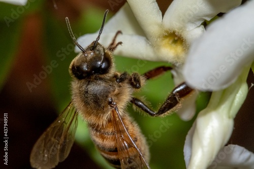 Bee resting on a flower during pollination