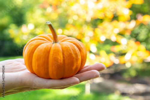 Mini pumpkin against autumn background