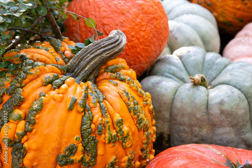 Pumpkins and gourds