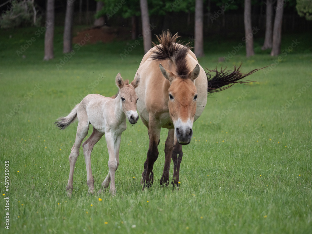 Jument cheval de Przewalski et son poulain Jument cheval de Przewalski et son poulain
