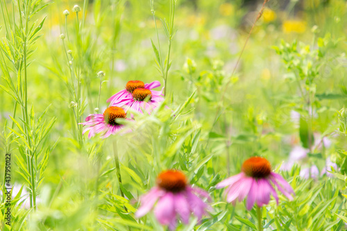 Group of echinacea flowers in a sunny meadow 