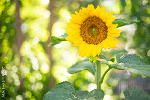 sunflower in the field