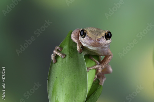 Litoria rubella tree frog on green leaves, Desert tree frog closeup