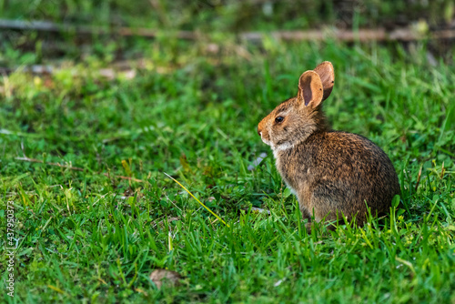 Meaher State Park Rabbit photo