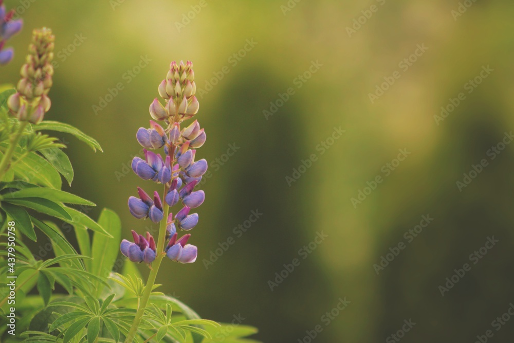 Obraz premium Fioletowy kwiat łubinu na zielonym tle