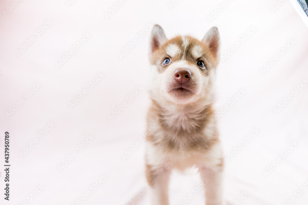 シベリアンハスキー 子犬 かわいい パピー オッドアイ ブルーアイ Stock 写真 Adobe Stock