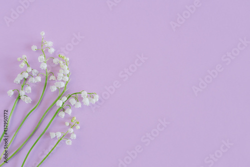 Beautiful lilies of the valley  flowers on a pastel violet background.