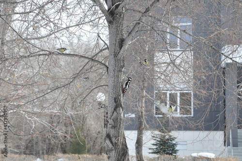 Woodpecker on a tree in front of a residential building