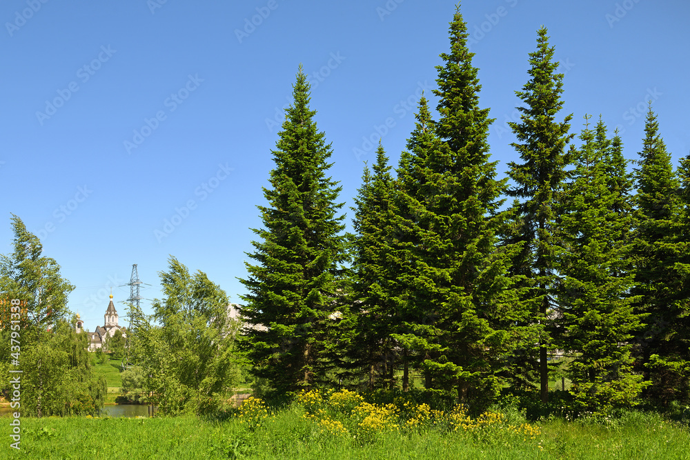 Mitino Landscape Park and Lake Penyagino in summer. Moscow, Russia