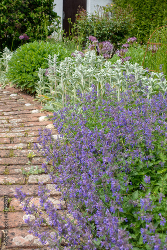 Perennial flower border in a cottage garden