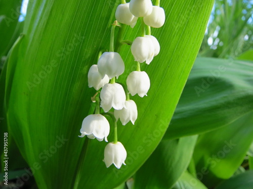 White lily of the valley