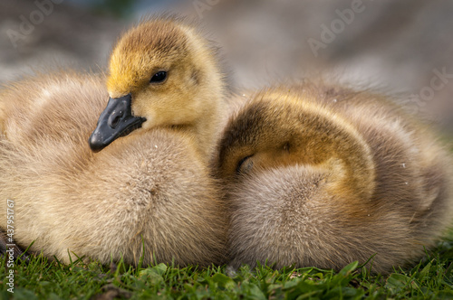 Sleeping goslings © Steve