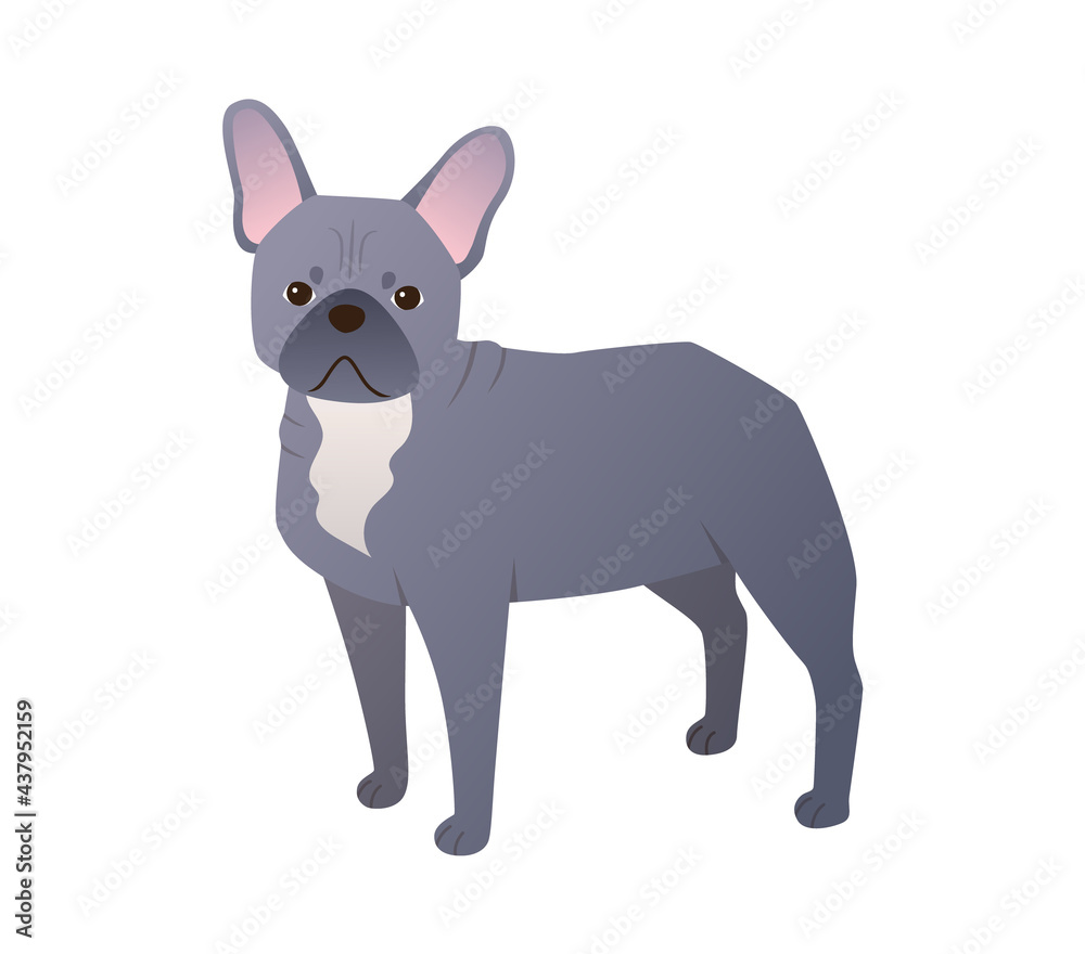 French Bulldog cartoon isolated on white background. Cute small companion dog. Friendly pet vector illustration