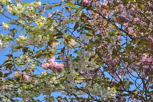 Beautiful closeup view of delicate spring mix of white and pink cherry (Prunus Shogetsu Oku Miyako) blossoms flowering against blue sky, Herbert Park, Dublin, Ireland. Soft and selective focus photo