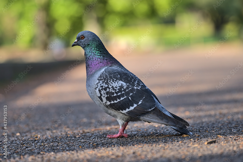 Obraz premium Beautiful closeup view of common city feral pigeon (Columbidae) sitting on asphalt walking path in sunny Herbert Park, Dublin, Ireland. Soft and selective focus. Blurry background focus