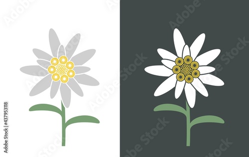 Edelweiss logo. Isolated edelweiss on white background