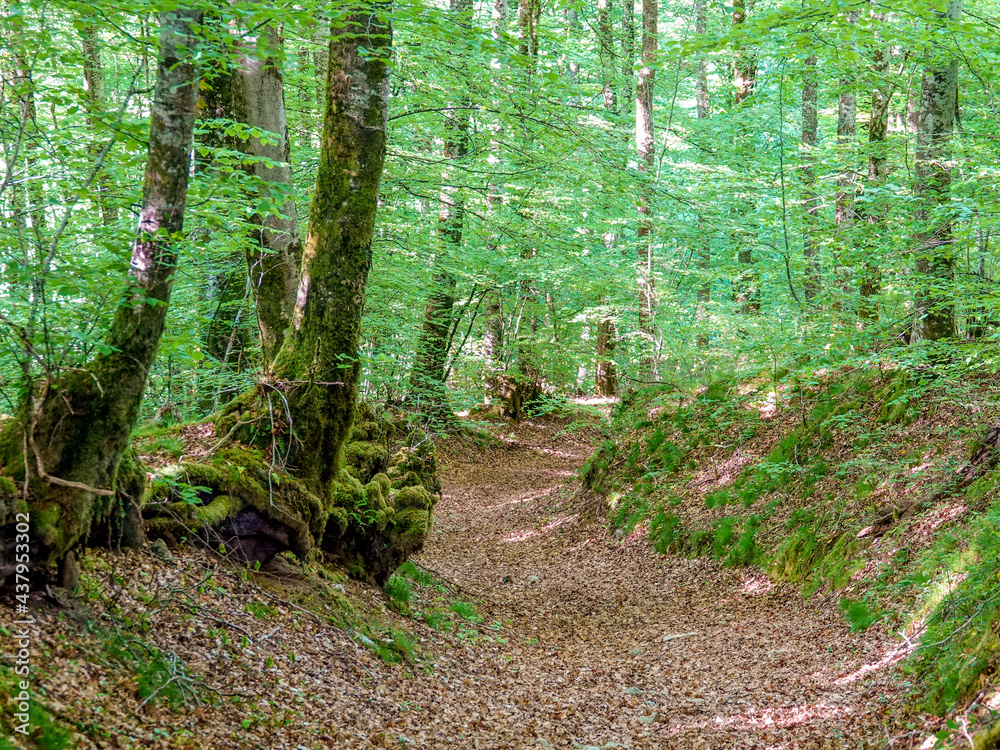 Fototapeta premium A secret hiking trail in a fairy forest between the roots of trees.