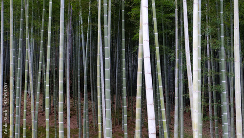 Bamboo vegetation with straight and thin stems, at a front angle.