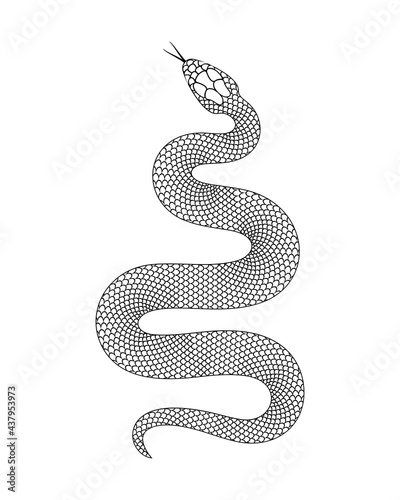 Snake outline. Isolated snake on white background