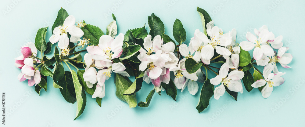 Fototapeta premium Flat-lay of white apple blossom flowers over light blue background, top view, flat lay