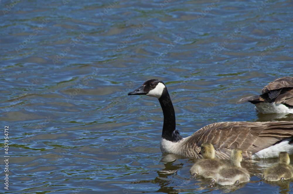 A Canada Goose Family in the Water