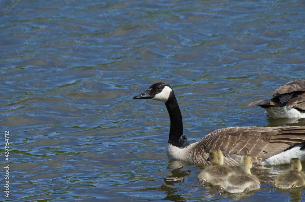 A Canada Goose Family in the Water A Canada Goose Family in the Water