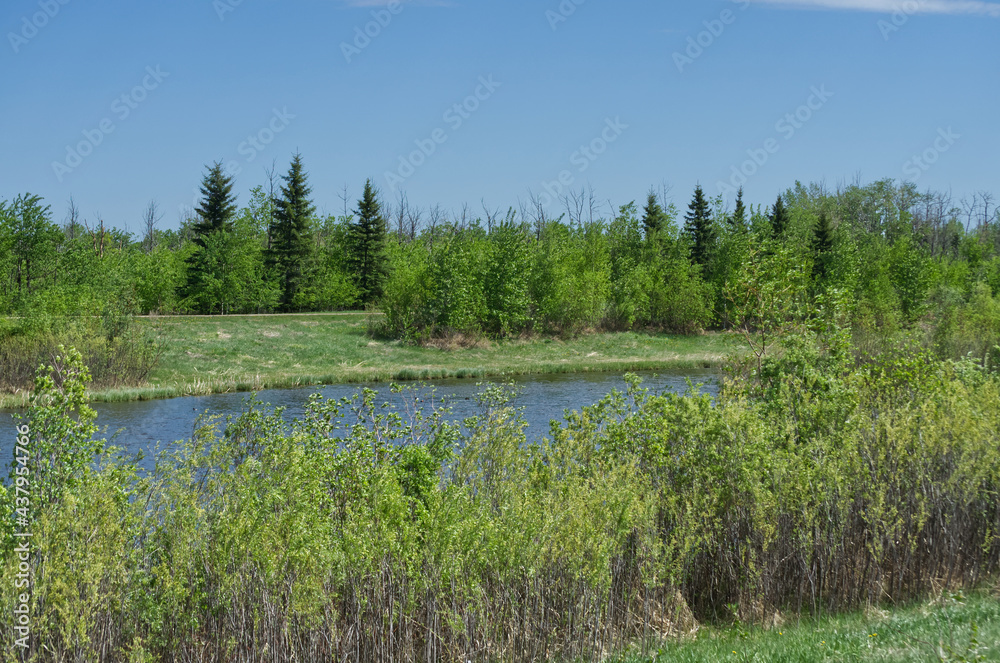 Pylypow Wetlands in the Late Spring