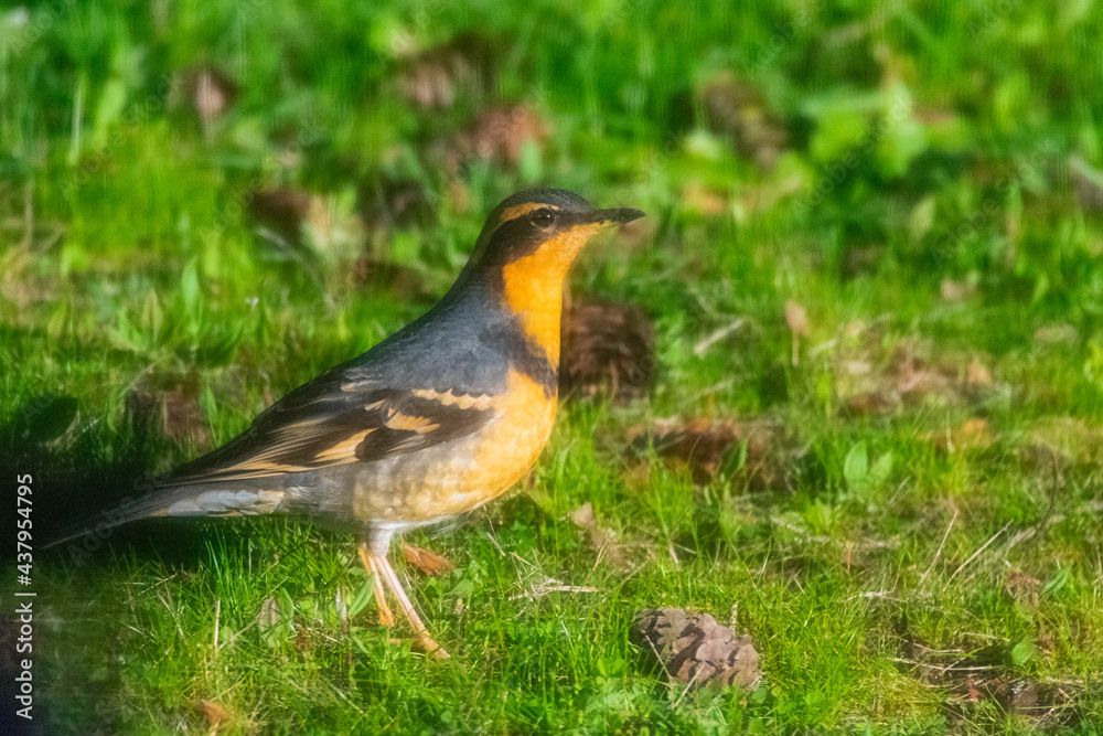 Artistic Photo of Curious Robin Artistic Photo of Curious Robin