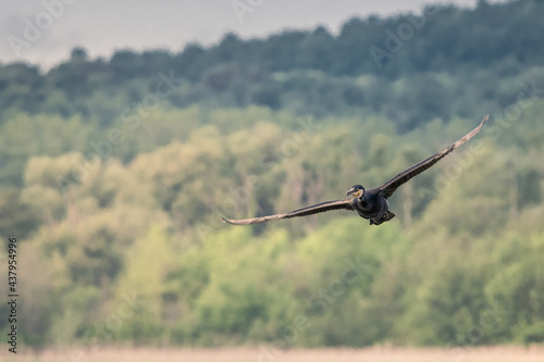 un cormorano in volo nell'oasi di alviano photo