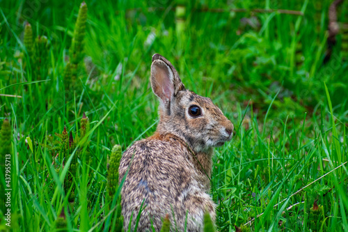 Curious Brown Rabbit in Grass © TSchofield