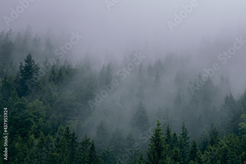 fog in the forest © Lea Cabrera
