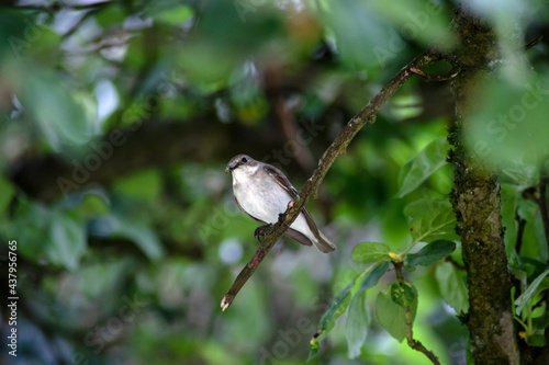 Vogel sitzt auf Ast (Trauerschnäpper)
