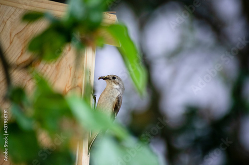 Vogel sitzt am Nistkasten (Trauerschnäpper)