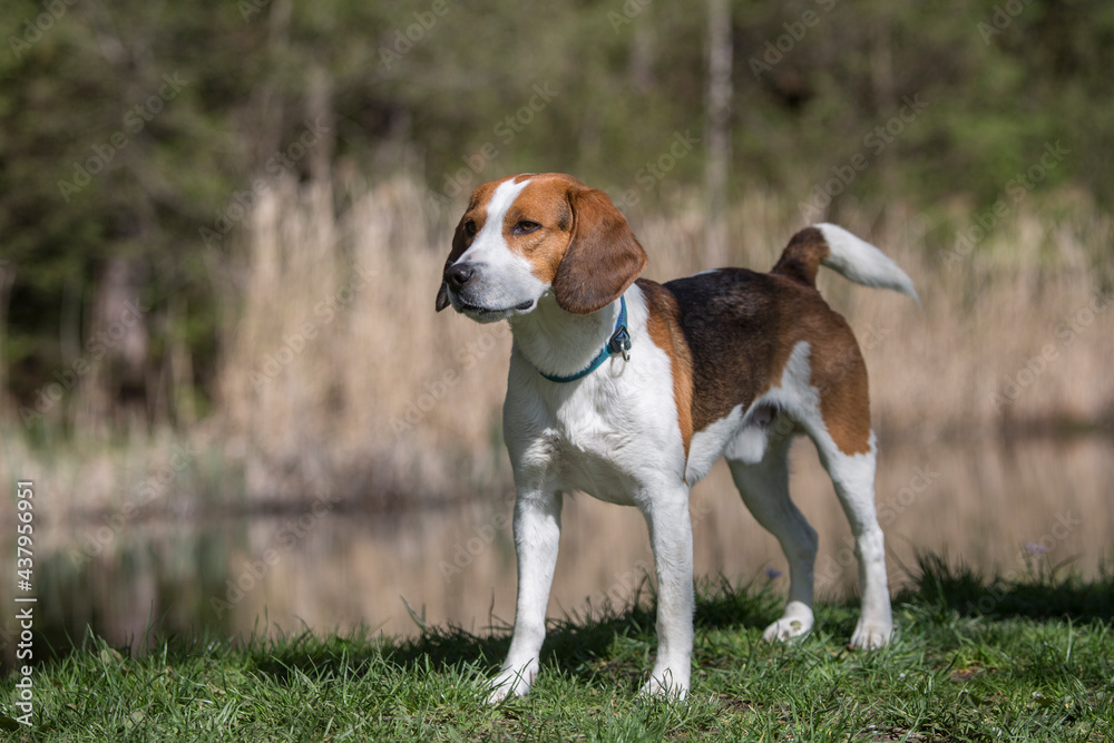 Beagle am kleinen Moorweiher
