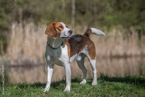 Beagle am kleinen Moorweiher