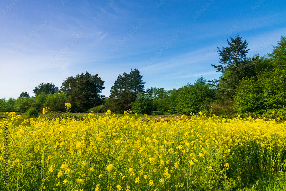 Yellow Flowers in Peaceful Forest Yellow Flowers in Peaceful Forest