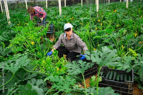 Positive woman harvesting ripe zucchini in the greenhouse