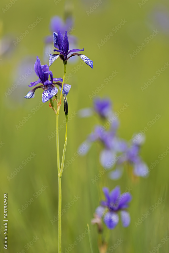 Iris sibirica, commonly known as Siberian iris or Siberian flag