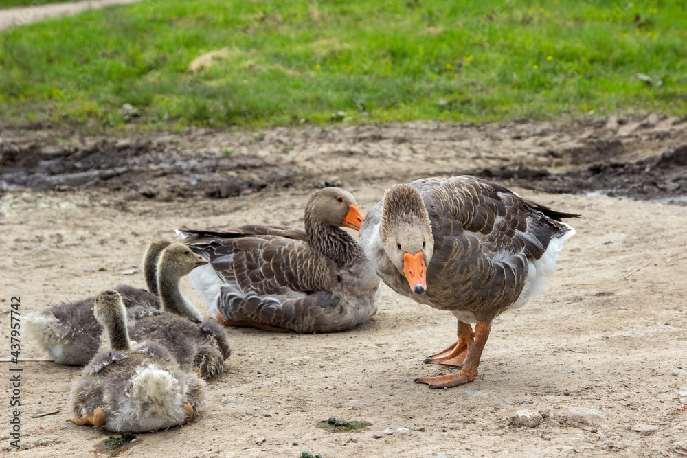 Goose family