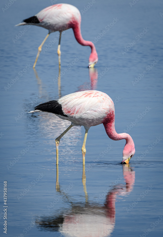 Atacama flamingos feeding