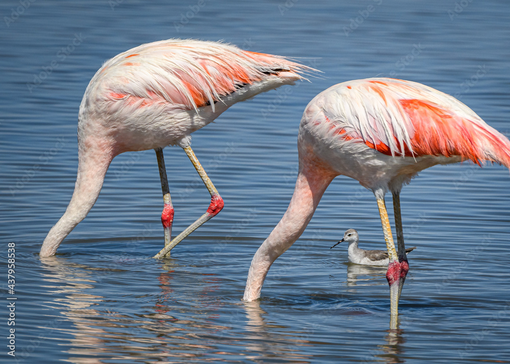 Atacama flamingos feeding