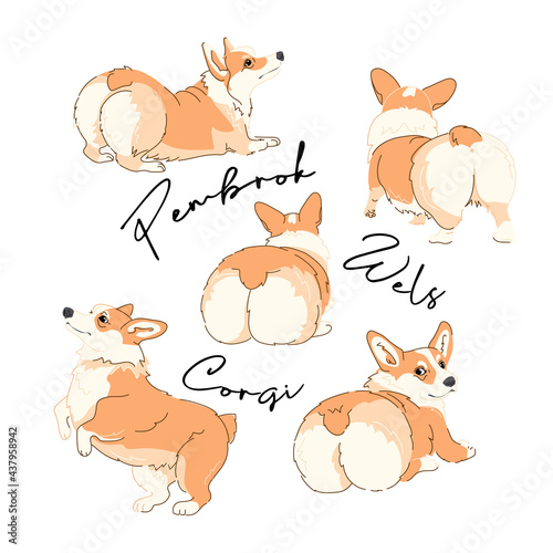 Portrait of a cute Dogs. Set of Funny Characters. Pembroke Welsh Corgi in a different poses. Hand drawn style print. Vector illustration.