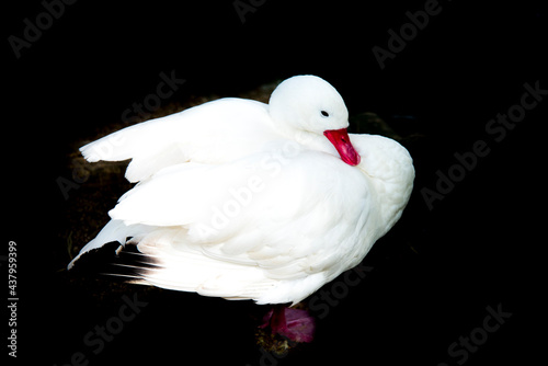 Fotografia white swan on black background