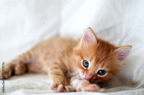 Fototapeta Naklejka Na Ścianę i Meble -  Beautiful bright red kitten on a white background plays. Young cute little red kitty. Long haired ginger kitten play at home. Cute funny home pets. Domestic animal and Young kittens
