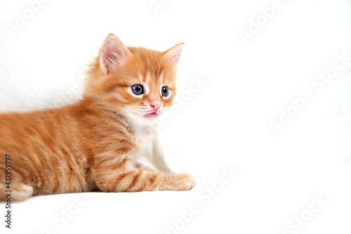 Beautiful bright red kitten on a white background plays. Young cute little red kitty. Long haired ginger kitten play at home. Cute funny home pets. Domestic animal and Young kittens